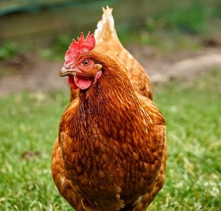 Chicken from Jena Clan Meats